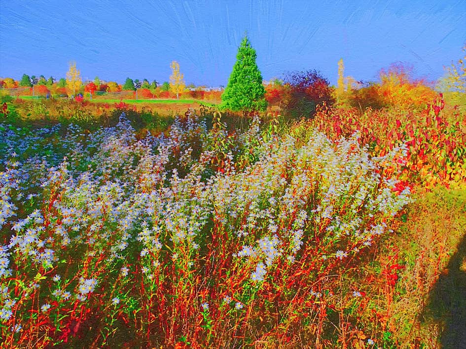 Солнечные ромашки.