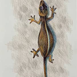 Пхукет. Геккон. Скетч.