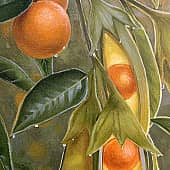 Лиза Рэй - Сад солнечных птиц 2 (1), художник Лиза Рэй