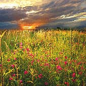 Полевые цветы.