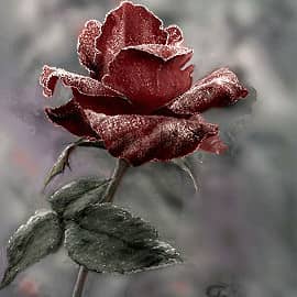 Зимняя роза