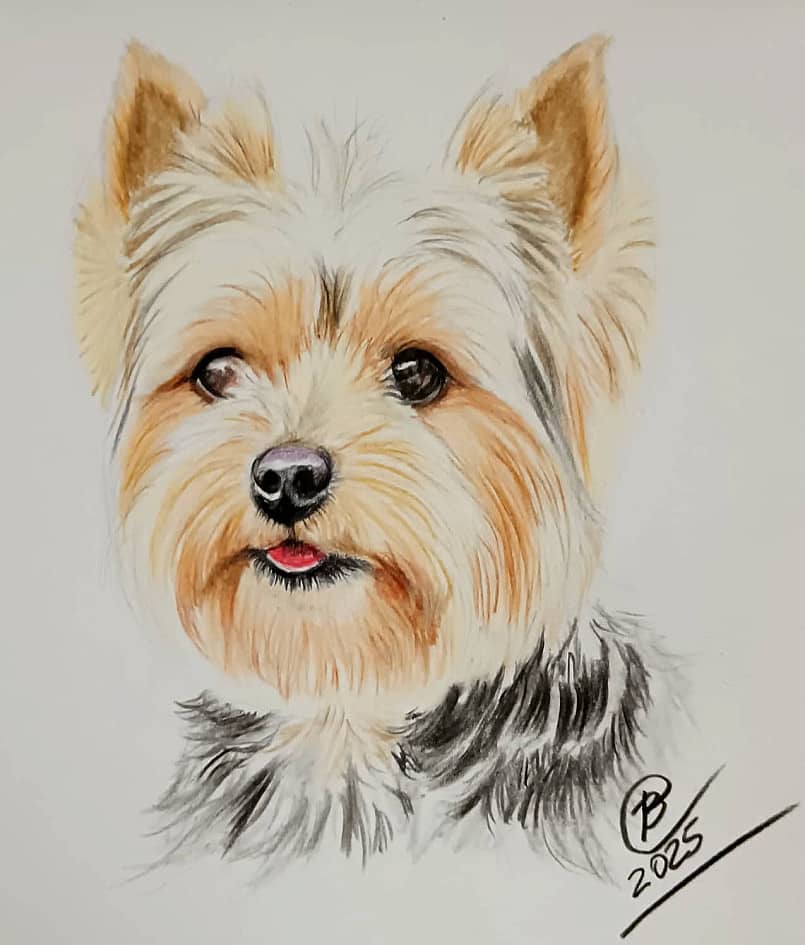 Йоркширский терьер