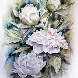 Пионы акварель