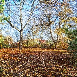 и опять листопад