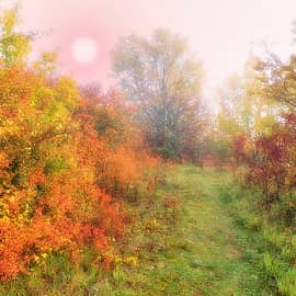 Туманный рассвет.