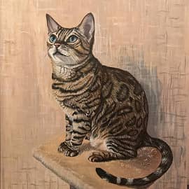 Бенгальская кошка