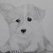 Щенок корги