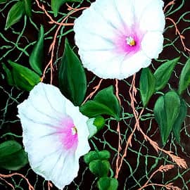 Вьюнок. Полевые цветы