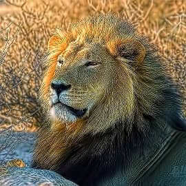 Животные 081