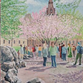 Сакура в Саду Дружбы на Лирейном