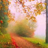 Дорога в туман.