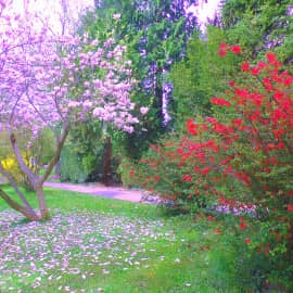 отцветает магнолия