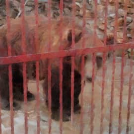 Топтыгин в зоопарке Зюраткуля