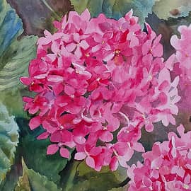 Гортензия  утром. Этюд