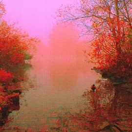 утки в тумане