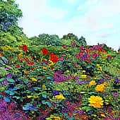 Жёлтые розы.