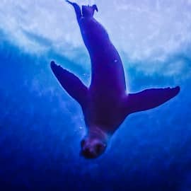 Животные 025