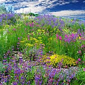 Цветы на склонах.