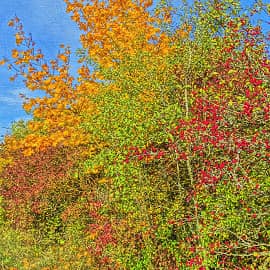 осенние ягоды