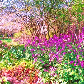 цветущий сад