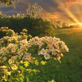 Весенние цветы