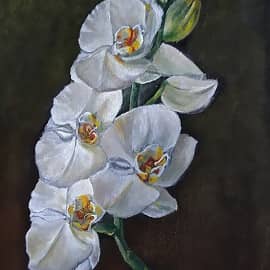 Фаленопсис