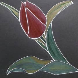 Красный тюльпан