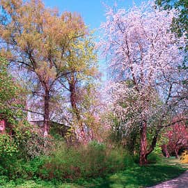 Весенняя прогулка.