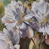 Белые пионы