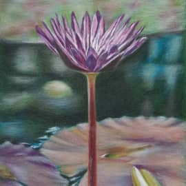 Нимфея Тина