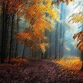 Лесное царство