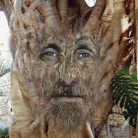 Старое дерево