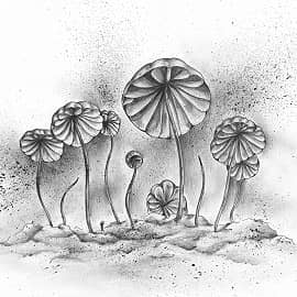 Негниючник кровавоголовый