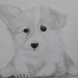 Щенок корги