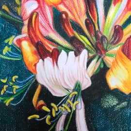 Цветок жимолости