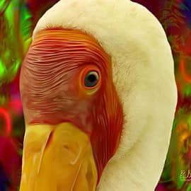 Птицы 0112 Желтоклювый Аист