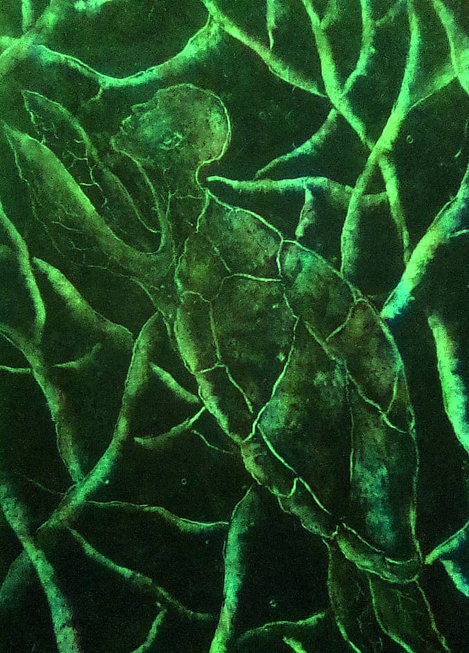 "Анамнезис"