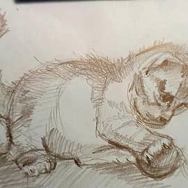 Играющий котёнок 