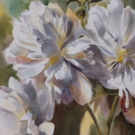 Белые пионы