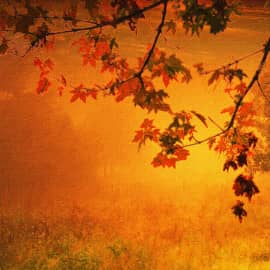 Осенний туман