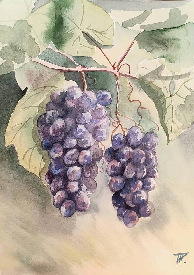 Северный виноград