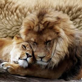 Львиная нежность 2