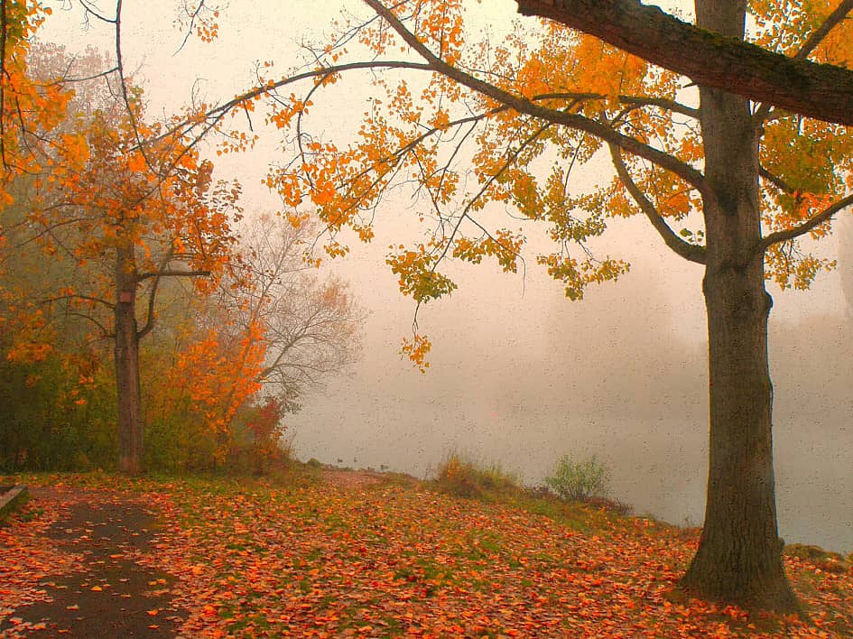 Туман у реки.