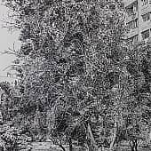 Деревья в городе 2