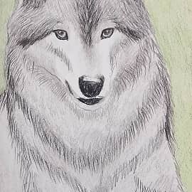 Портрет волка