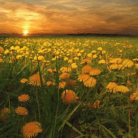 просто одуванчики