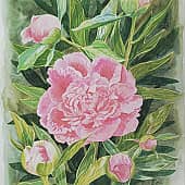 Махровые пионы