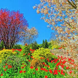 всё цветёт-2