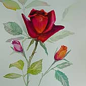 Июльские розы