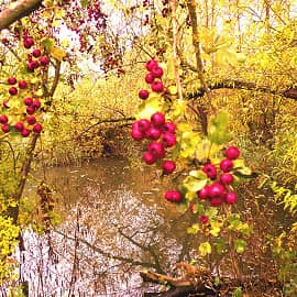созрели ягоды